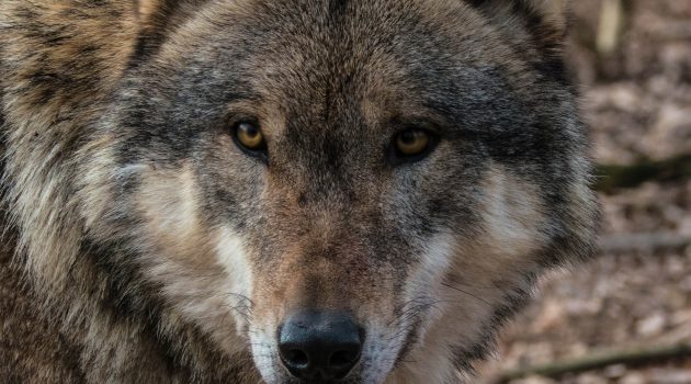 Woelfe sind zurueck in der Eifel