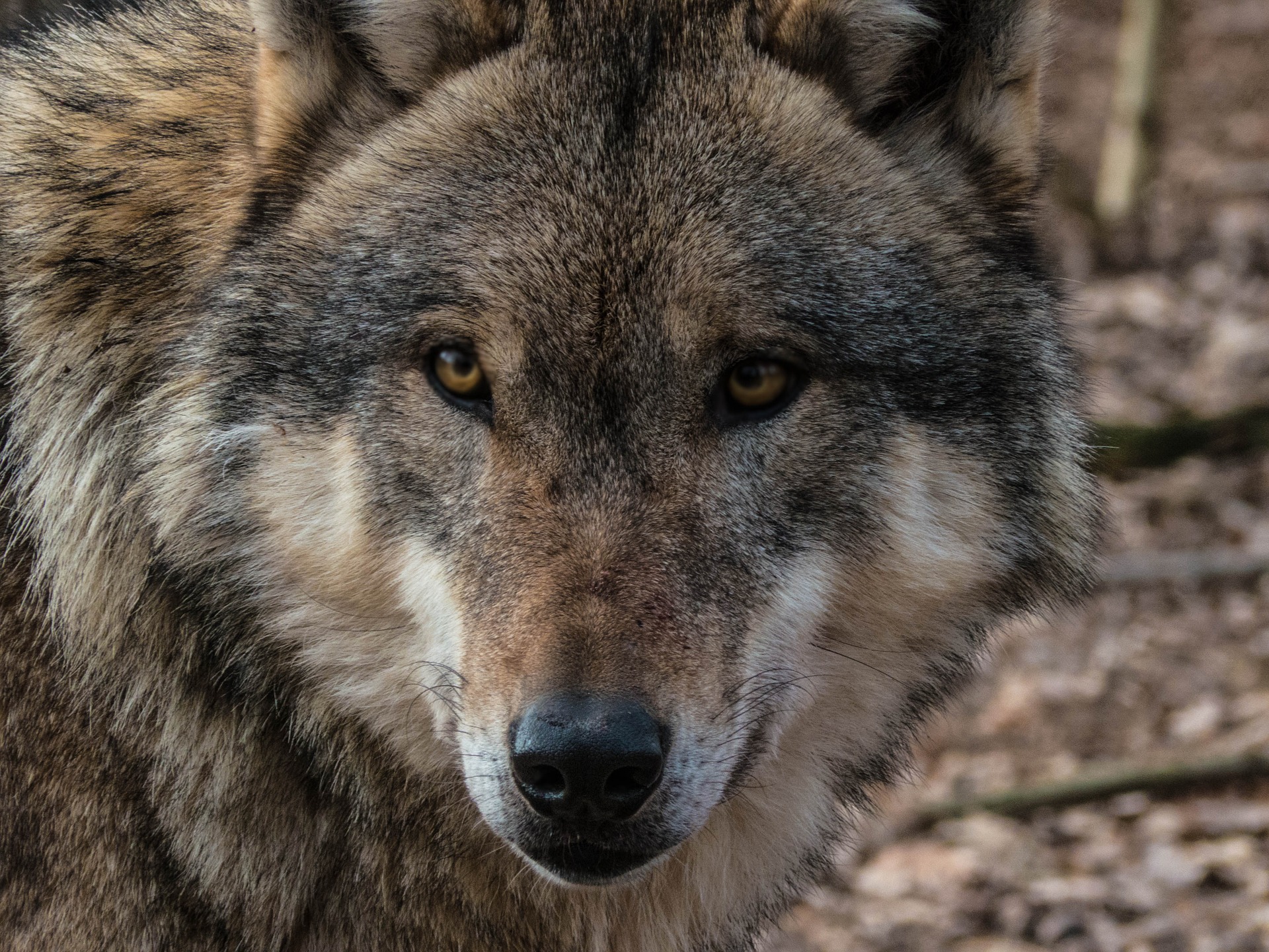 Woelfe sind zurueck in der Eifel