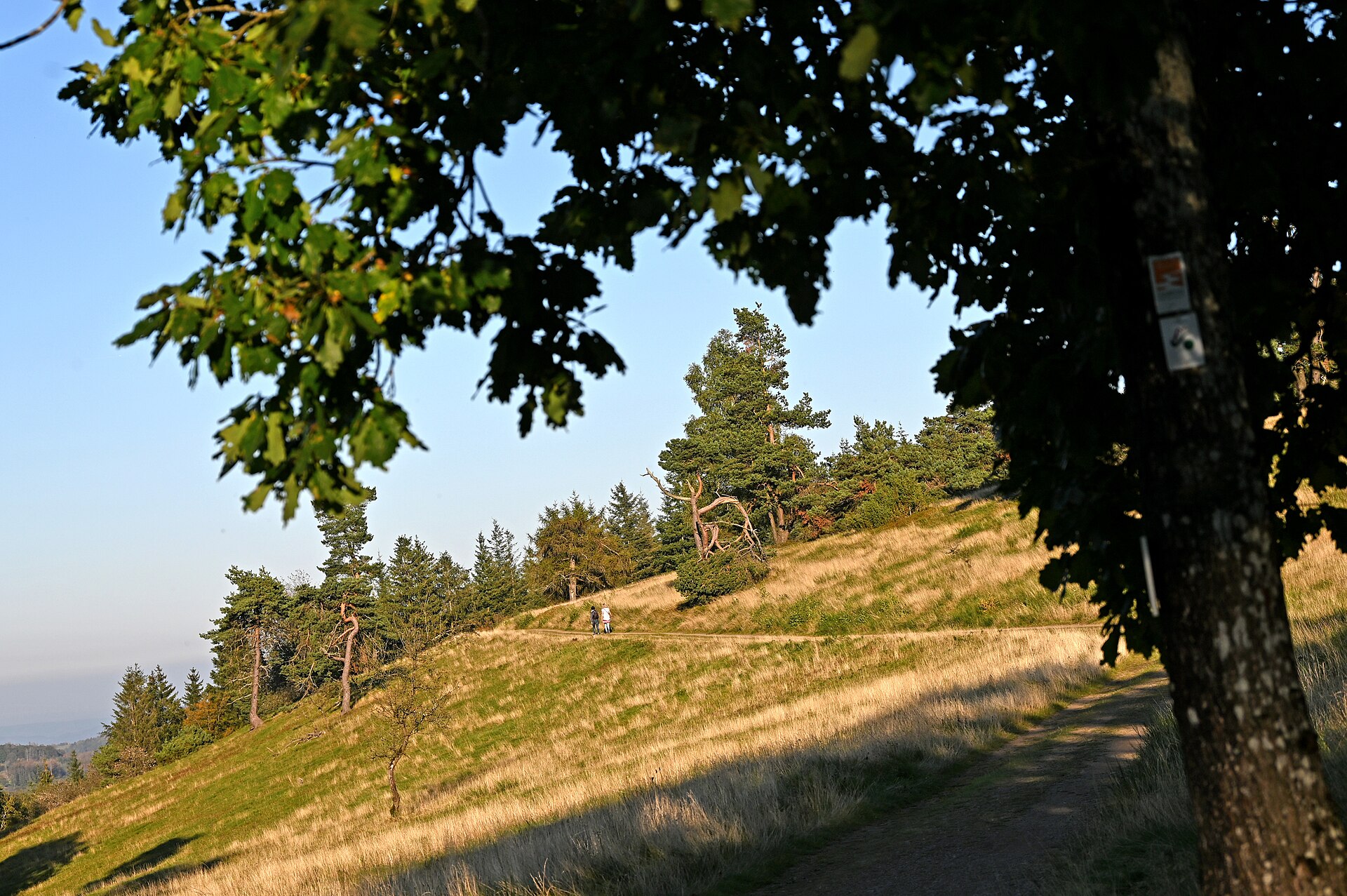Die Wacholderheide auf dem Traumpfad bei Arft in der Vordereifel