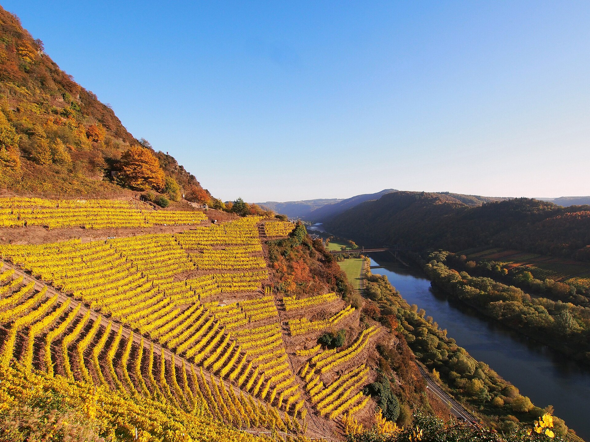 Die Weinbergslage Fachkaul am Calmont zwischen Eller und Bremm