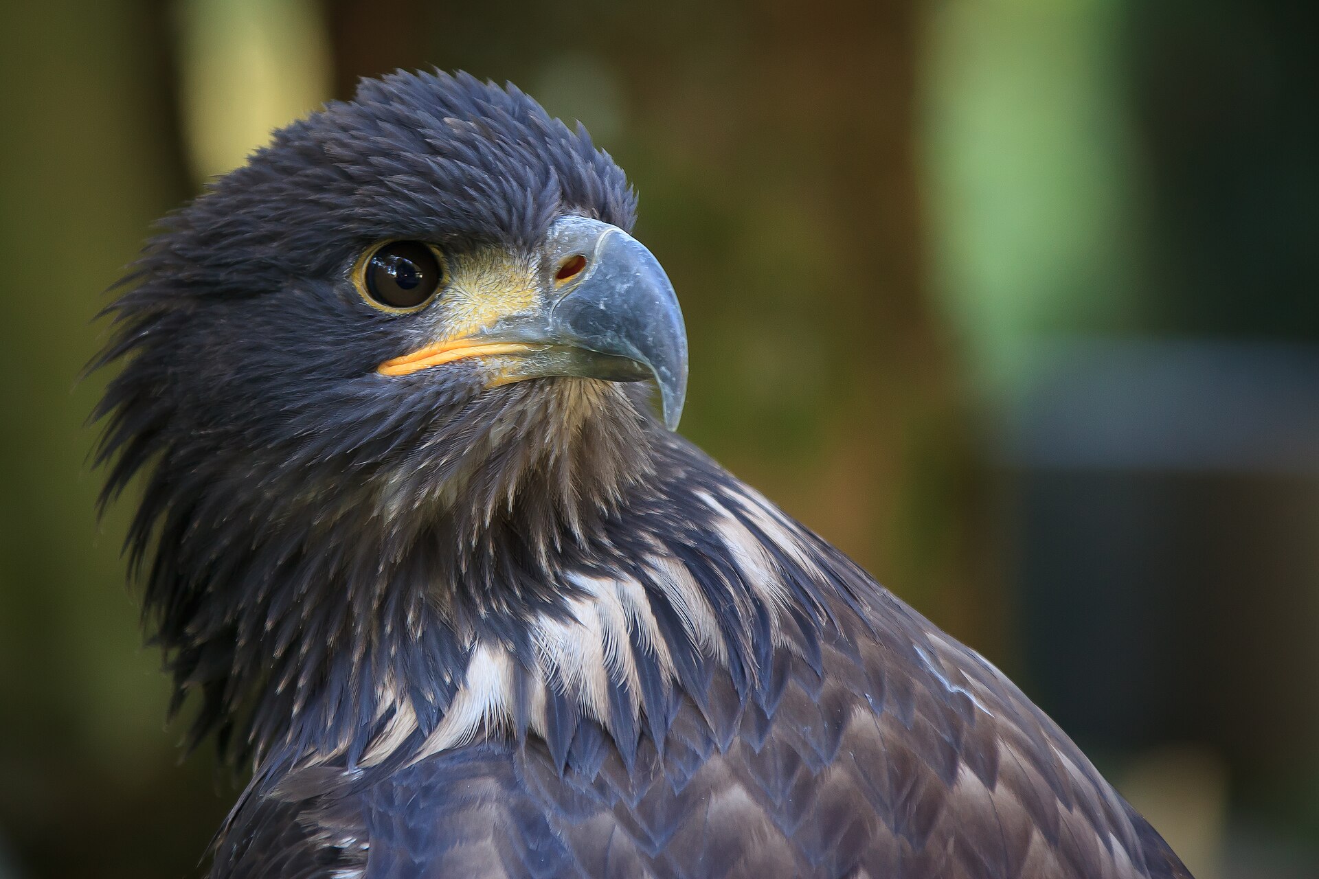 Ein Seeadler im Wildgehege Hellenthal in der Eifel