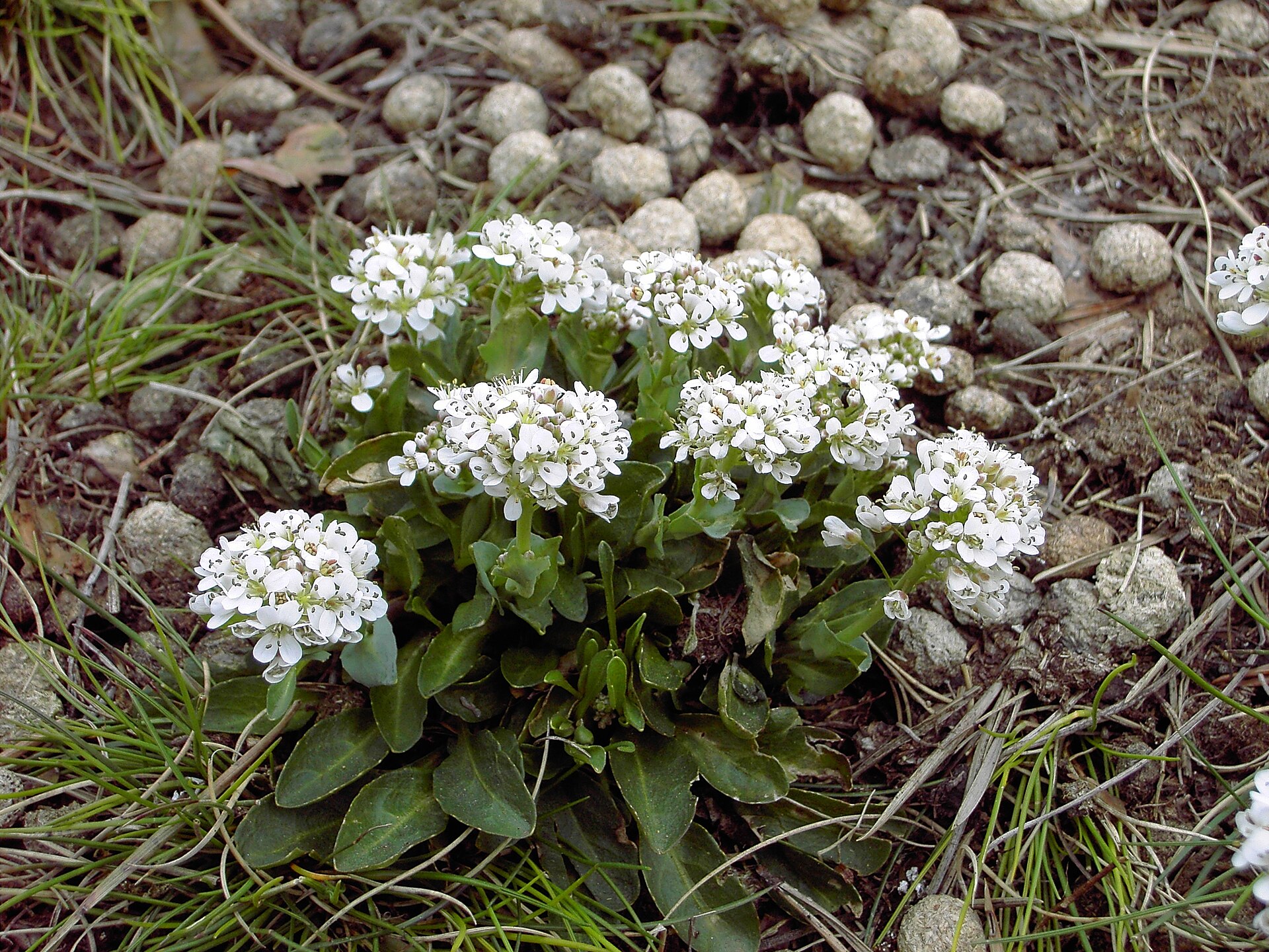 Weiß blühendes Galmei-Täschelkraut (Noccaea caerulescens) auf steinigem Boden im Naturschutzgebiet Schlangenberg.