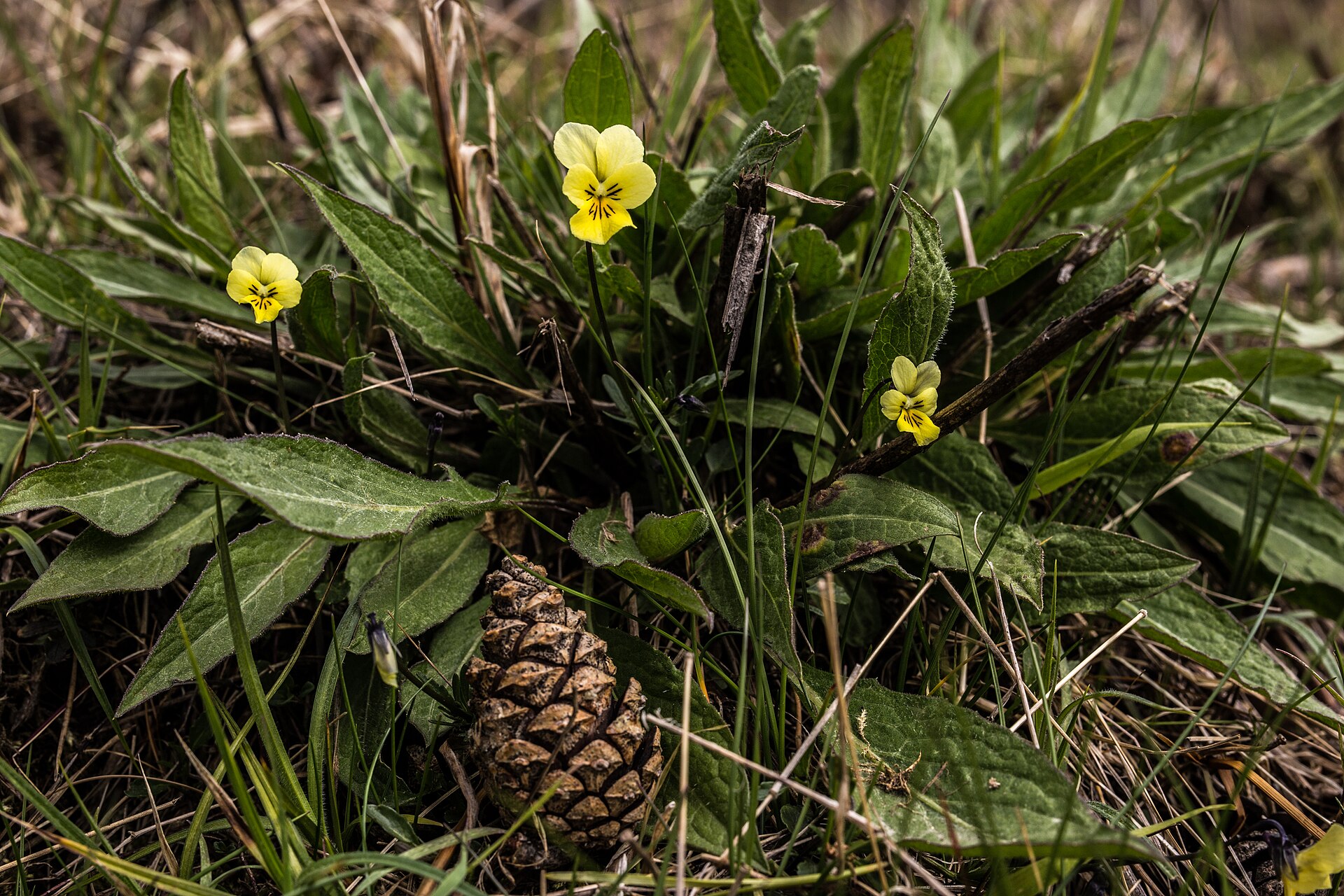 Mehrere gelbe Blüten des Galmei-Veilchens (Viola calaminaria) zwischen grünen Blättern am Schlangenberg, daneben ein Kiefernzapfen.