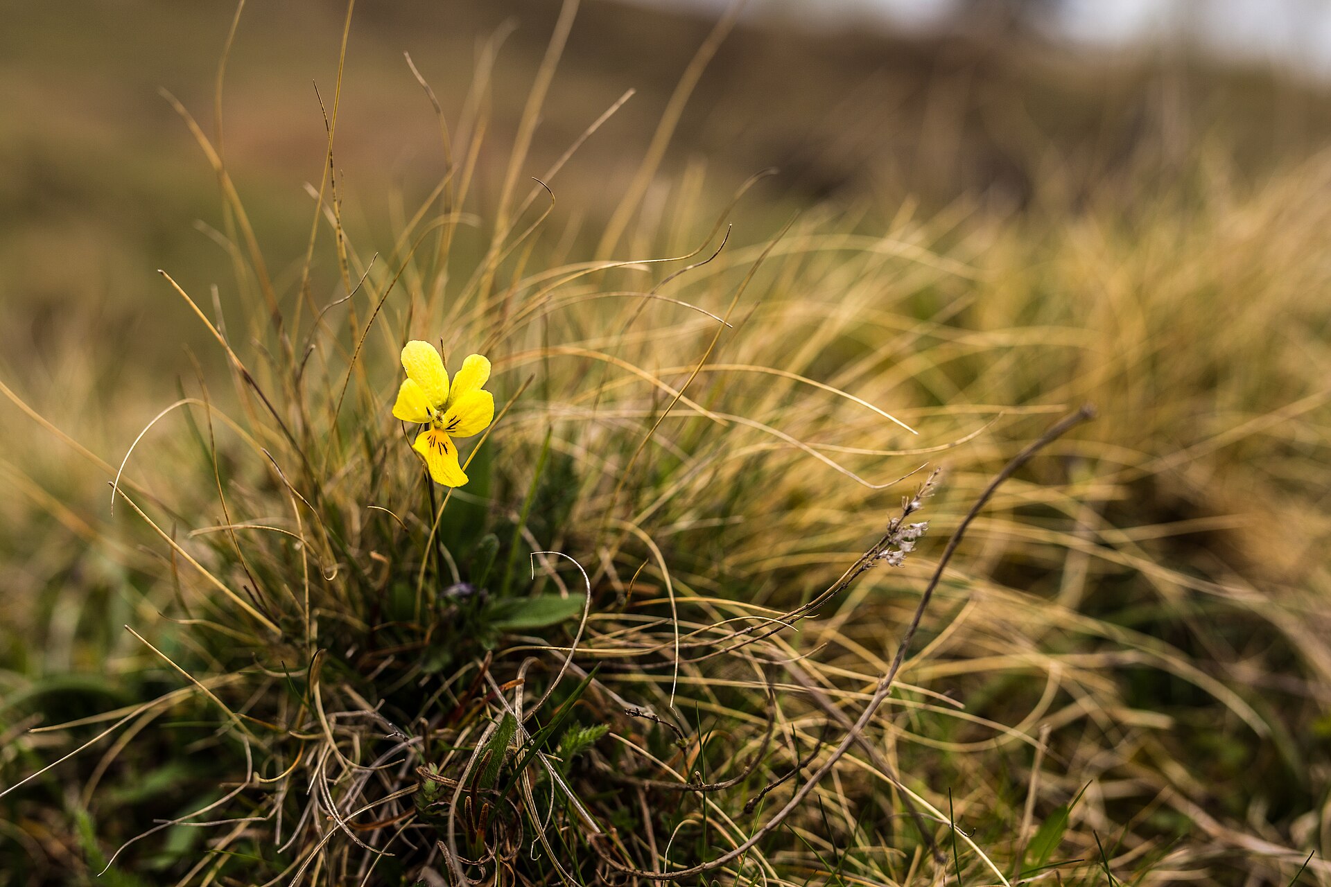 Eine gelbe Blüte des Galmei-Veilchens (Viola calaminaria) zwischen trockenen Grashalmen im Naturschutzgebiet Schlangenberg.