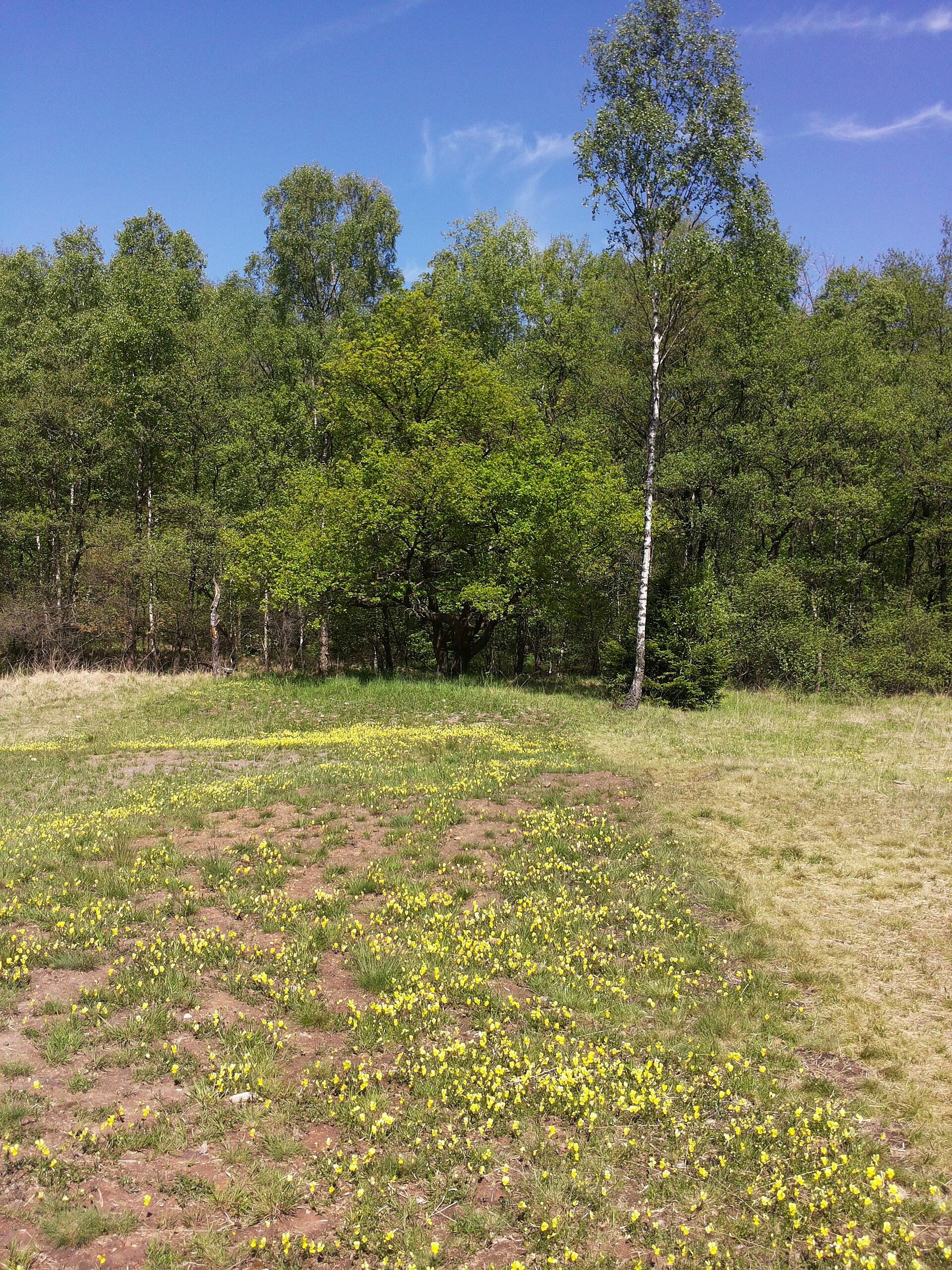 Eine Wiese mit vielen kleinen gelben Galmei-Veilchen am Oskarstollen bei Kelmis, im Hintergrund Birken und Laubwald.