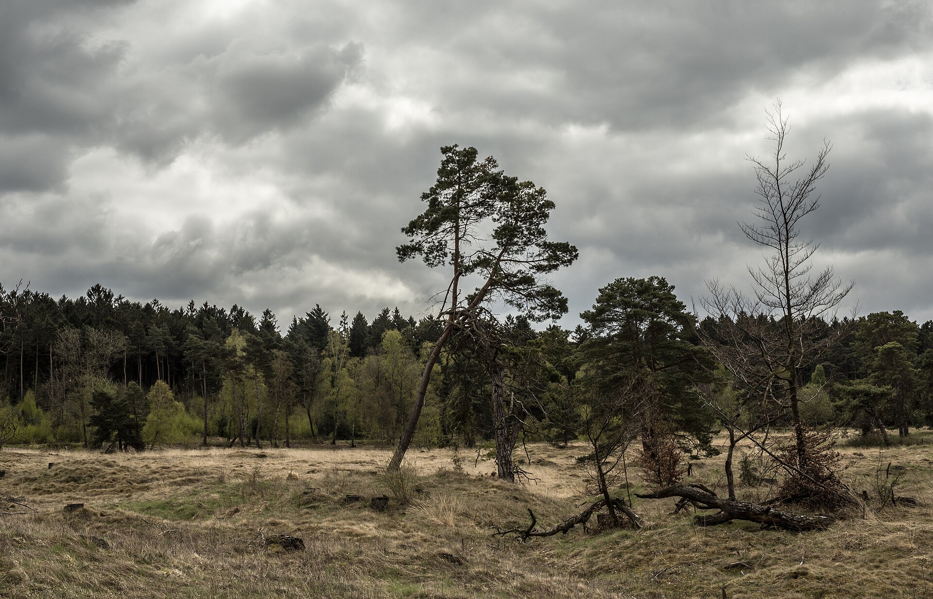 Offene Heidelandschaft mit einzelnen Kiefern am Schlangenberg unter wolkigem Himmel.