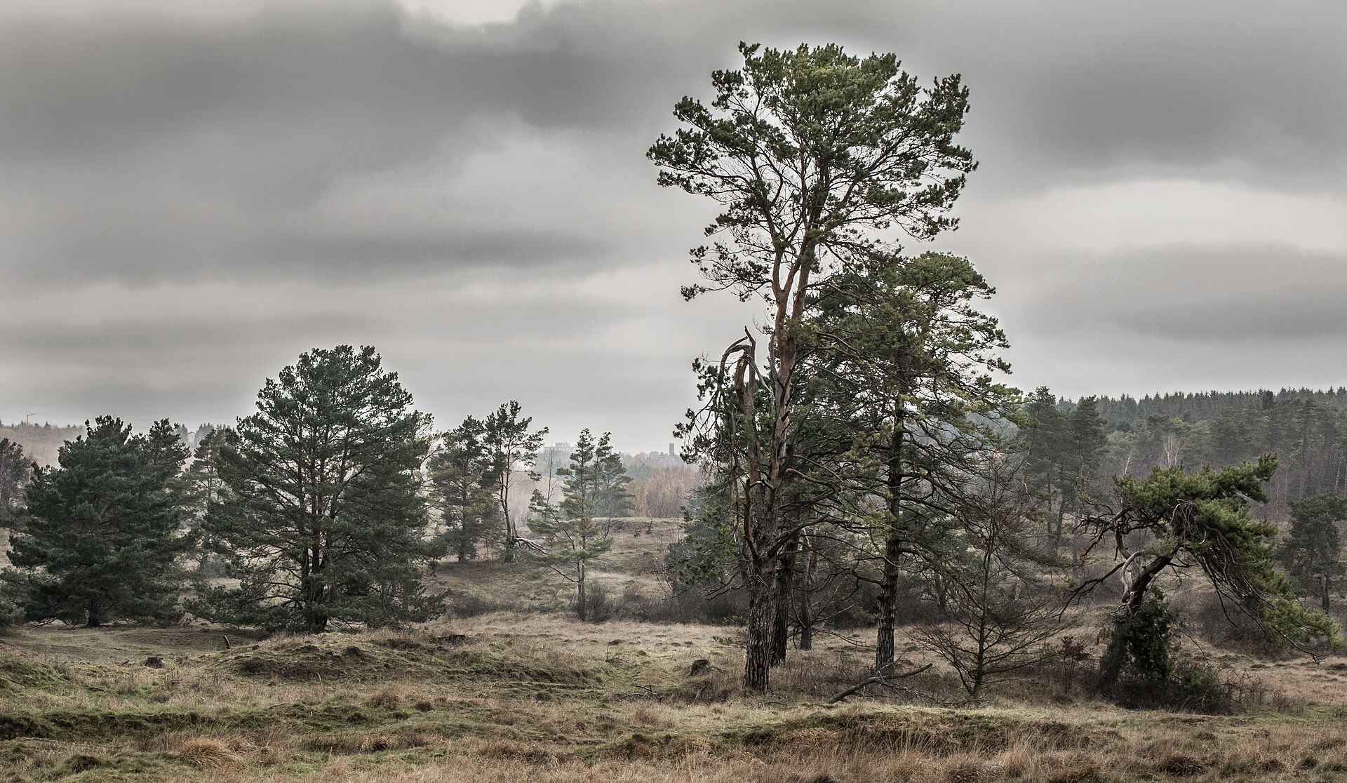 Offene Rasen- und Heidelandschaft mit einzelnen Kiefern im Naturschutzgebiet Schlangenberg bei Stolberg-Breinig unter grauem Himmel.