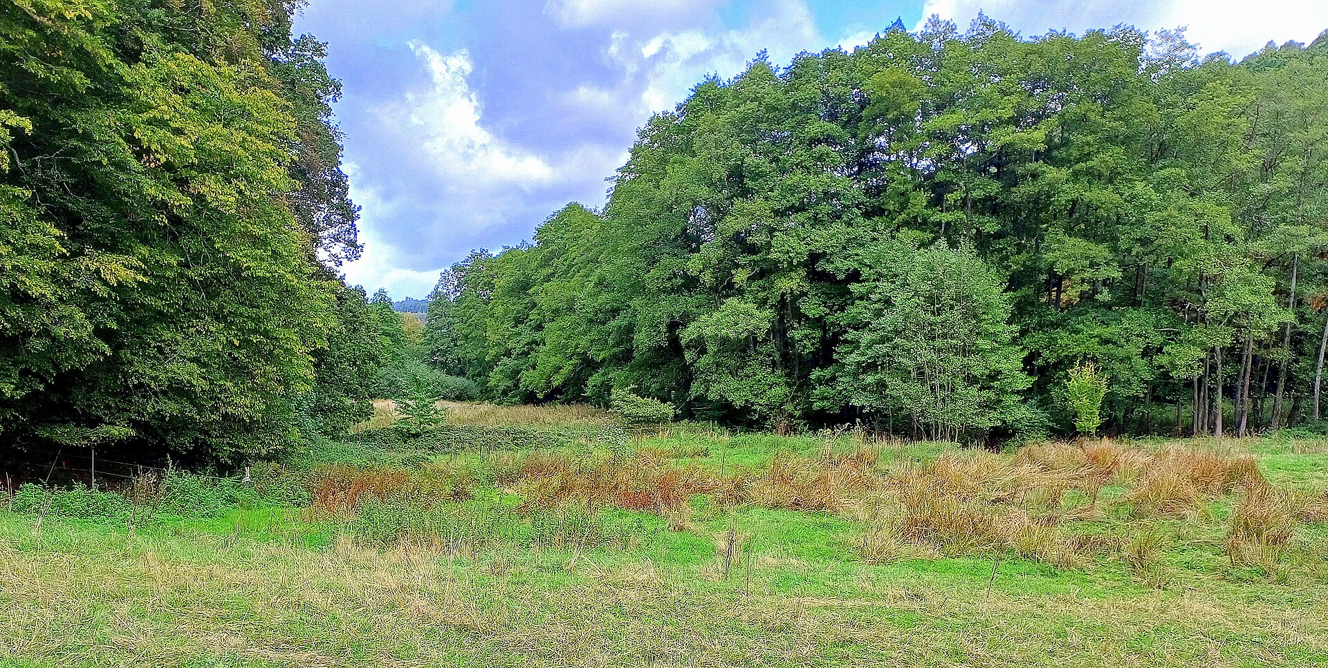Feuchtwiese im Naturschutzgebiet Solchbachtal bei Zweifall, eingerahmt von Laubwald.